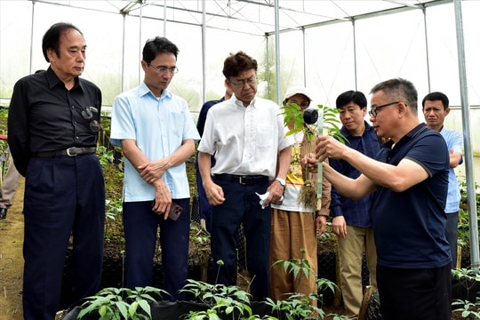 Sâm Lai Châu: Hành trình "Quốc bảo" vươn tầm hội nhập quốc tế