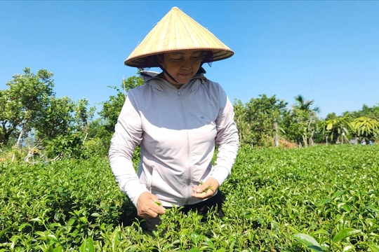 Cây Chè “bước đệm” xóa đói giảm nghèo cho đồng bào DTTS ở Quảng Ninh