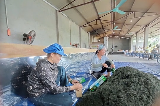 Niềm tin từ vùng chè xanh