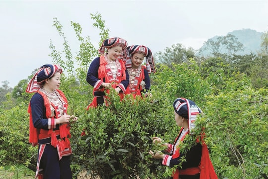 Tìm hướng giảm nghèo bền vững cho vùng DTTS sau sáp nhập