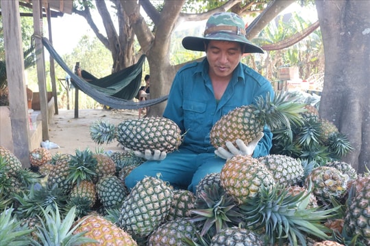 Từ vùng đất khô cằn đến vùng chuyên canh dứa trù phú