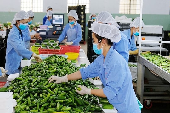 Cơ hội “vàng” từ chính sách thuế mới giúp nông, thủy sản Việt Nam rộng đường vào Mỹ