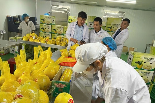 Phú Thọ: Nông nghiệp thích ứng mở hướng tăng trưởng bền vững
