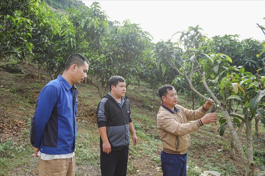 Chuyển đổi cây ăn quả hướng tới kinh tế bền vững vùng cao