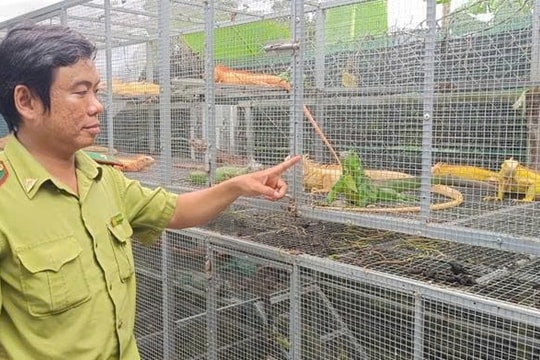 An Giang: Phát hiện 191 cá thể Rồng Nam Mỹ nuôi trái phép
