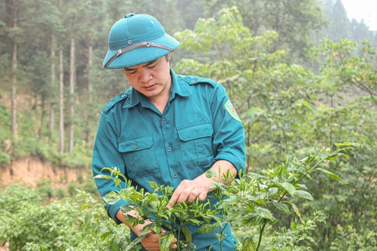 Cách làm giàu của chàng trai Tày trên Cao nguyên đá
