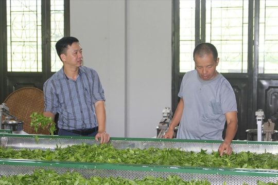 Giảm nghèo bền vững từ những đồi chè VietGAP ở Phú Đình