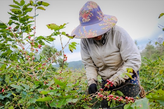 Cà phê Hướng Phùng được mùa, được giá
