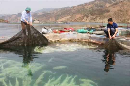 “Bí quyết” giảm nghèo ở dân tộc La Ha: Sinh kế mở lối thoát nghèo (Bài 2)