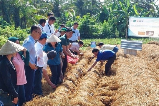 Rơm rạ sau mùa vụ, mở hướng kinh tế xanh tại Đồng bằng sông Cửu Long