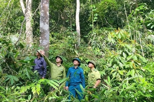 Cộng đồng chung tay  "bổ sung" tài nguyên rừng