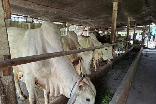 Mô hình nuôi bò vỗ béo thích ứng với thiên tai - Giải pháp bền vững cho chăn nuôi vùng nắng hạn