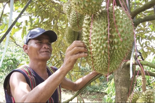Những tỷ phú sầu riêng người DTTS trên đất Lâm Đồng