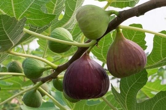 Bài thuốc hay từ quả vả