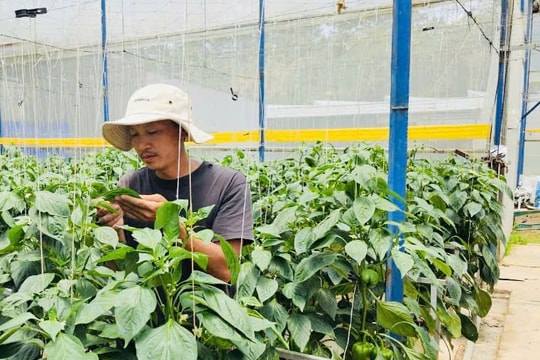 HTX Phi Liêng: Điểm sáng nông nghiệp công nghệ cao ở Đam Rông