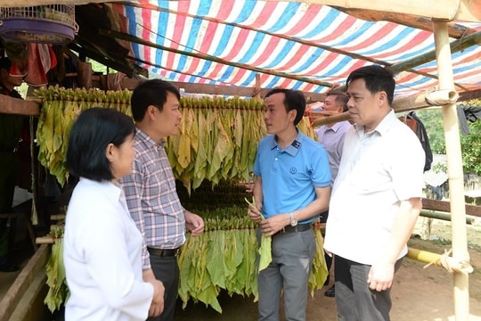 Cao Bằng: Tạo nền tảng phát triển bền vững cho đồng bào dân tộc Mông