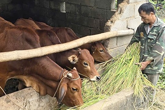 Lạng Sơn: Hỗ trợ bò sinh sản giúp nhiều hộ thoát nghèo