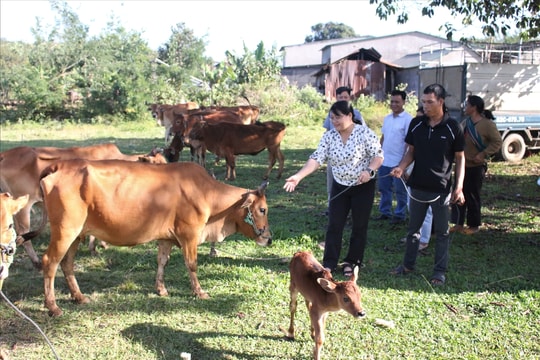 Quảng Ngãi: Đồng bào DTTS xã Ya Ly trực tiếp đến cơ sở cung ứng để chọn bò giống sinh sản được hỗ trợ