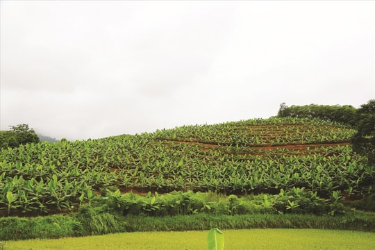 “Kho vàng xanh” bên núi Chẹn