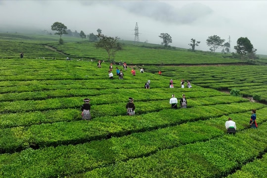 Nâng tầm giá trị chè Tân Uyên trong chuỗi xuất khẩu nông sản