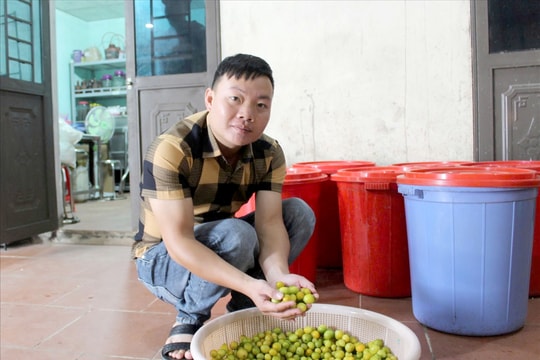 Chàng trai dân tộc Dao “biến” quả rừng thành kinh tế trên đỉnh núi Mẫu Sơn