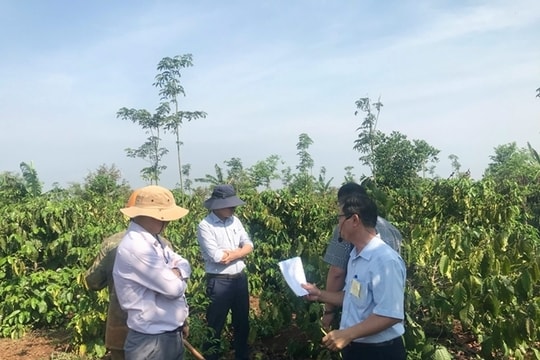 Gia Lai tổng kết mô hình sản xuất cà phê hữu cơ - Khẳng định hướng đi bền vững cho ngành cà phê