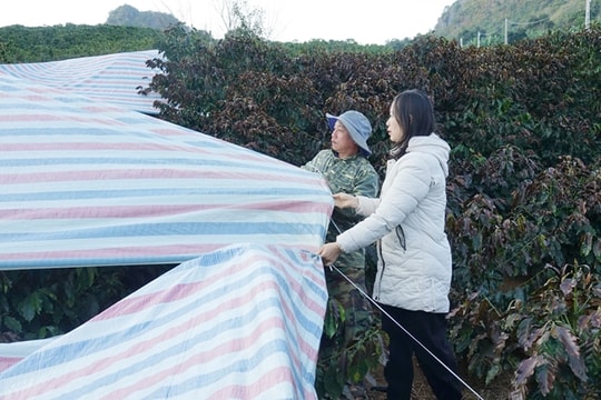 Sơn La chủ động phòng, chống sương muối bảo vệ cây cà phê trong mùa đông