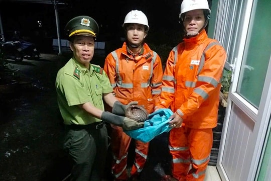 Hai nhân viên Công ty Điện lực Huế cứu hộ động vật quý hiếm