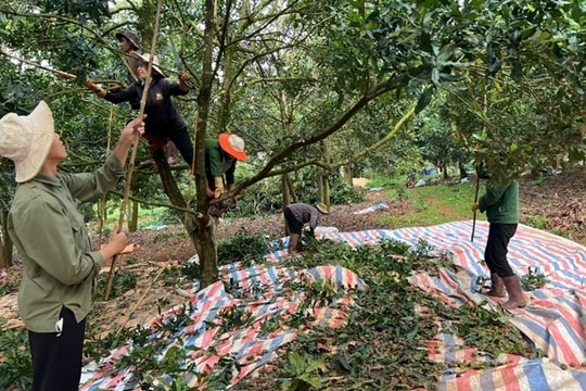 Kinh tế tập thể - Đòn bẩy giúp người dân Lâm Đồng nâng cao thu nhập, ổn định cuộc sống