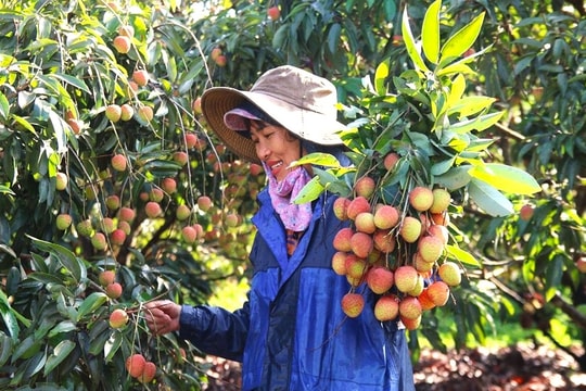 Ngân hàng chính sách xã hội tỉnh Đắk Lắk: Phát huy tín dụng chính sách trong giảm nghèo bền vững ở nông thôn