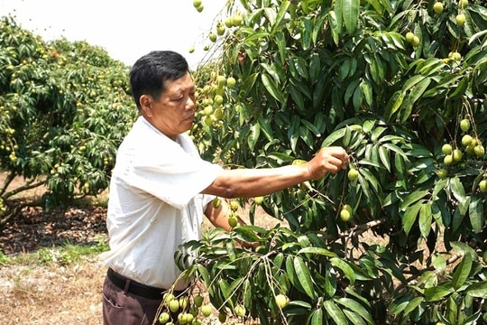 Phát triển sản xuất nông nghiệp tạo động lực xây dựng nông thôn mới ở Hòa Sơn
