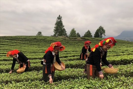 Thúc đẩy phát triển nông nghiệp theo hướng hàng hóa ở Lào Cai