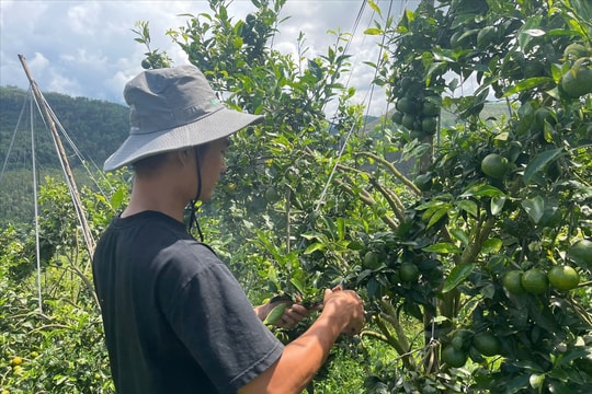 Cam Phiêng Lèo “bén rễ” hữu cơ trên vùng cao Bình Liêu