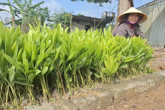 Người dân Nghệ An khẩn trương tái trồng rừng sau bão