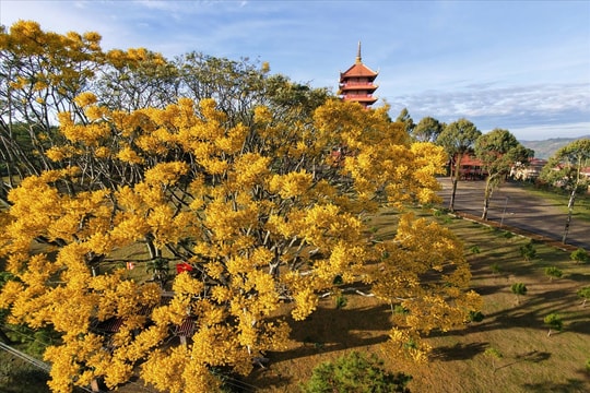 Đắm say cao nguyên Bảo Lộc mùa hoa phượng vàng