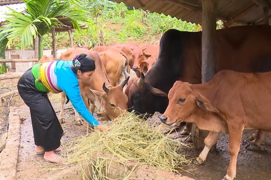 Thanh Hóa tăng cường bảo vệ "đầu cơ nghiệp" của người dân miền núi trước rét đậm, rét hại