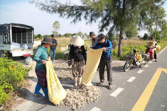 Củ kiệu được mùa, được giá - Nông dân Đà Nẵng đón Tết ấm