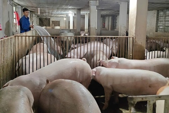 Thanh Hóa công bố hết dịch tả lợn châu Phi, chăn nuôi dần phục hồi