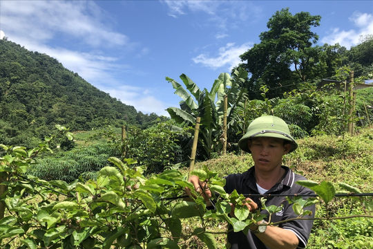 Lào Cai: Triển khai gần 300 dự án hỗ trợ sinh kế