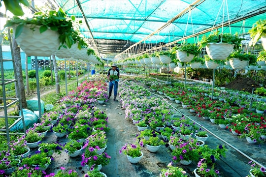 Các nhà vườn nhộn nhịp chăm sóc hoa ngày Tết
