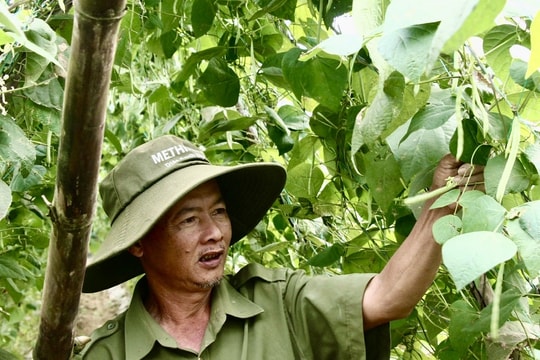 Nông dân Đà Nẵng vui về vụ rau Tết