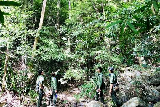 Những người “đón Tết" trong rừng