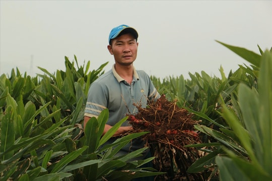 Trồng riềng Tết này, người miền núi xứ Thanh thu lãi trên 200 triệu đồng