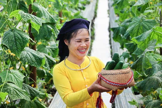 Khi cây dưa leo "bén rễ" trên đất Tày cổ Nghĩa Đô