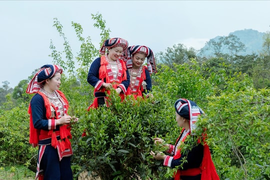 Hương vị từ núi rừng Đông Bắc