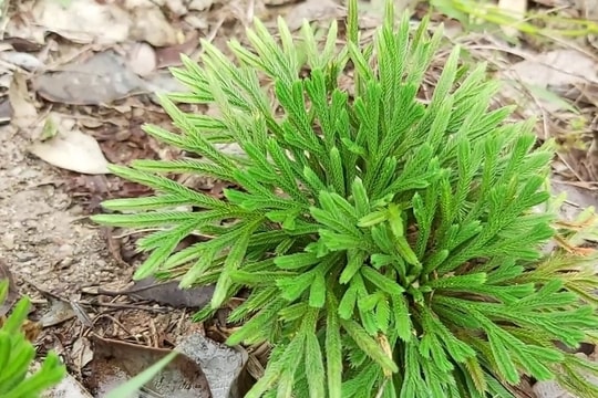 Những bài thuốc phổ biến từ cây trường sinh thảo