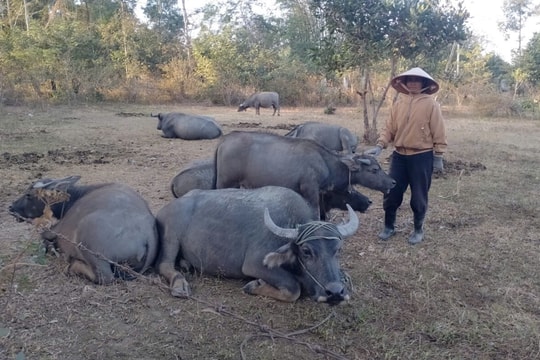 Giữ mạch nguồn tín dụng chính sách phủ kín vùng đất khó