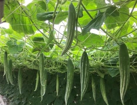 Quy trình trồng cây lặc lè đạt năng suất cao