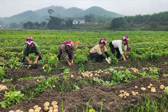 Một vụ khoai làm thay đổi tư duy canh tác của nông dân xã vùng cao Quảng Ninh