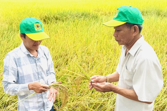 Nâng cao giá trị hạt gạo từ những cánh đồng “thuận thiên”